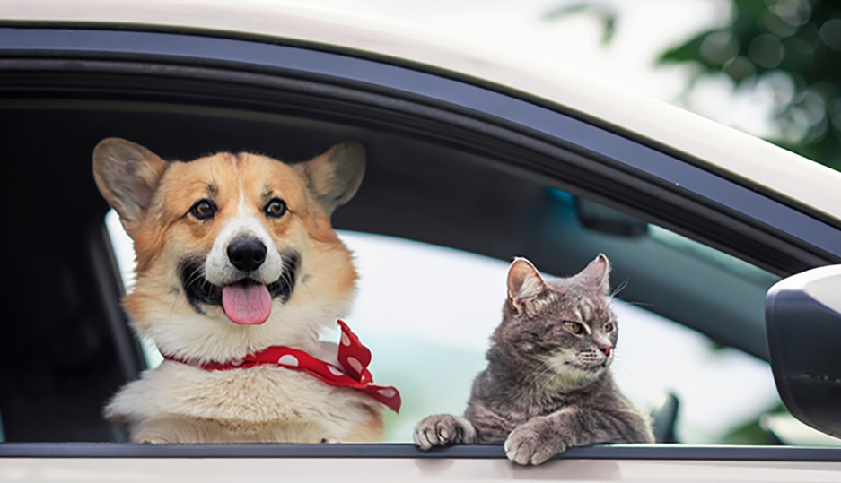  Saiba o que fazer para o seu pet viver em harmonia com o carro 