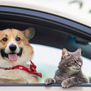  Saiba o que fazer para o seu pet viver em harmonia com o carro 