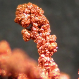 Nanocobre, vacina pós-pandemia
